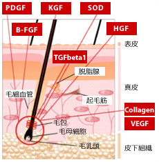 カクテル内の様々な成長因子