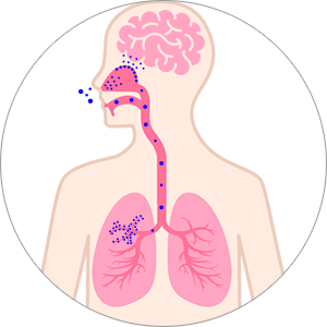 鼻腔に吸入された幹細胞培養上清液の微粒子