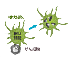 1：樹状細胞が自家がん細胞、またはWT１ペプチドを取り込み、分解。