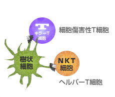 2：分解した後、樹状細胞が「がんの目印」をほかの免疫細胞に提示。