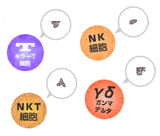 3：4種の免疫細胞が、がんの攻撃標的を記憶し、活性化。