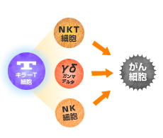 4：量産・活性化した4種の免疫細胞をがん患者の体内に注射し、がん細胞・がん幹細胞を攻撃。