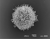 樹状細胞（提供：東京慈恵会医科大学）