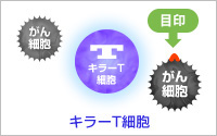 キラーT細胞