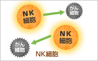 NK細胞