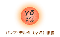 ガンマ・デルタ細胞