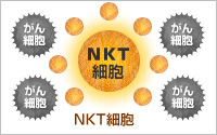 NKT細胞