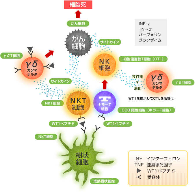 5種類の免疫細胞の連携プレーでがん細胞を攻撃