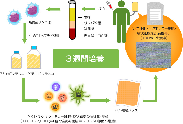 細胞培養から治療の流れ