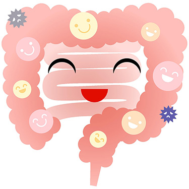 腸内フローラバランスが良好