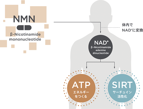 NAD+テスト｜東京予防医療クリニック（東京都港区 赤坂駅・溜池山王駅） 