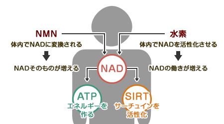 水素とNADの働き「抗老化の仕組み」