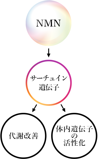 サーチュイン遺伝子の画像