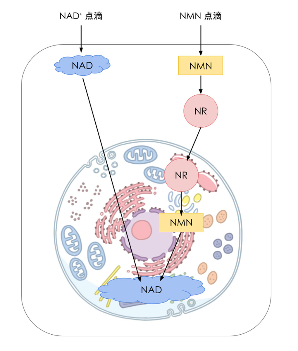 NADを効率的に増やす方法